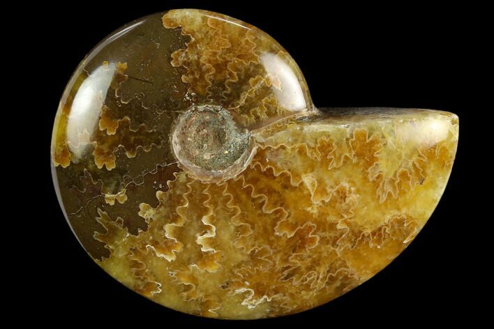 Polished, Agatized Ammonite (Cleoniceras) - Madagascar #119206